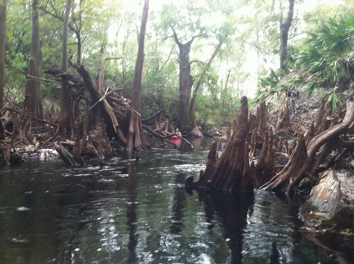 Kayaking the Sopchoppy River